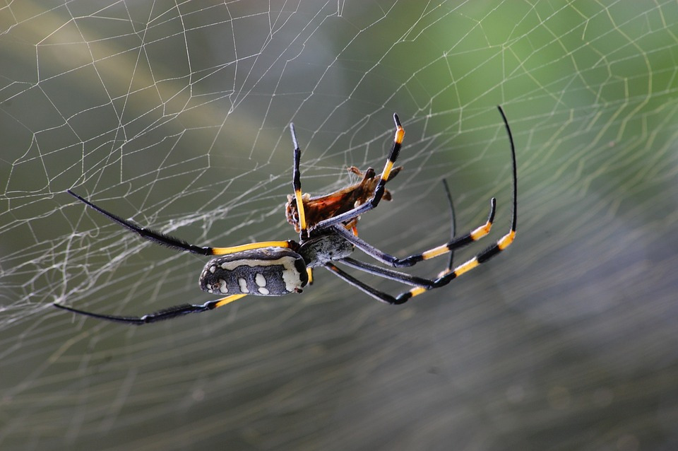 golden-orb-spider-281142_960_720.jpg