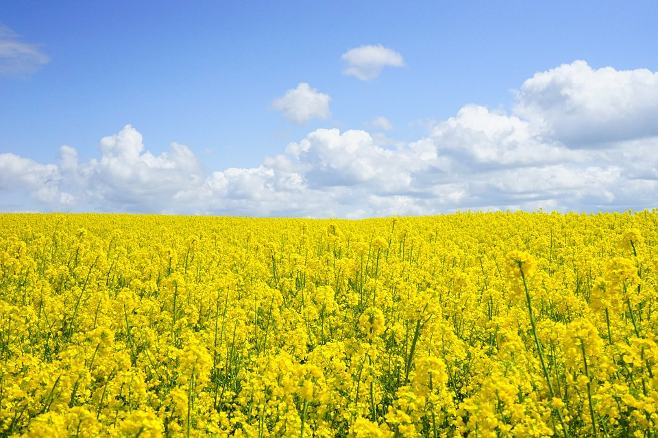 field-of-rapeseeds-474558_960_720.jpg