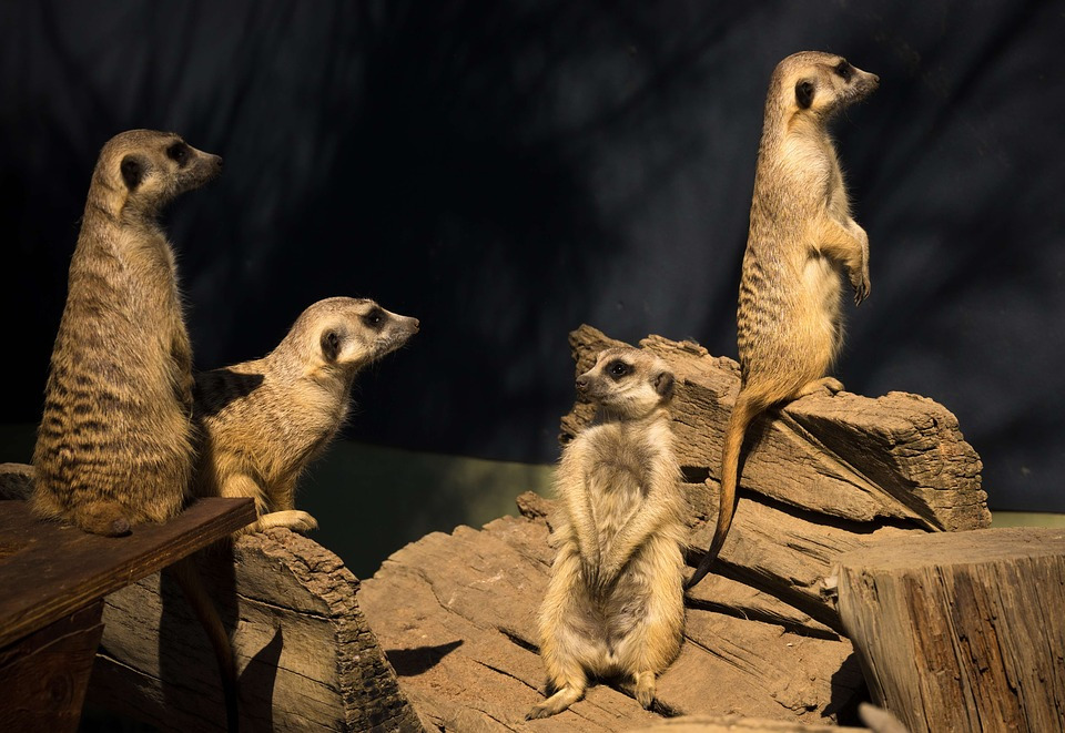 meerkat-2794957_960_720.jpg
