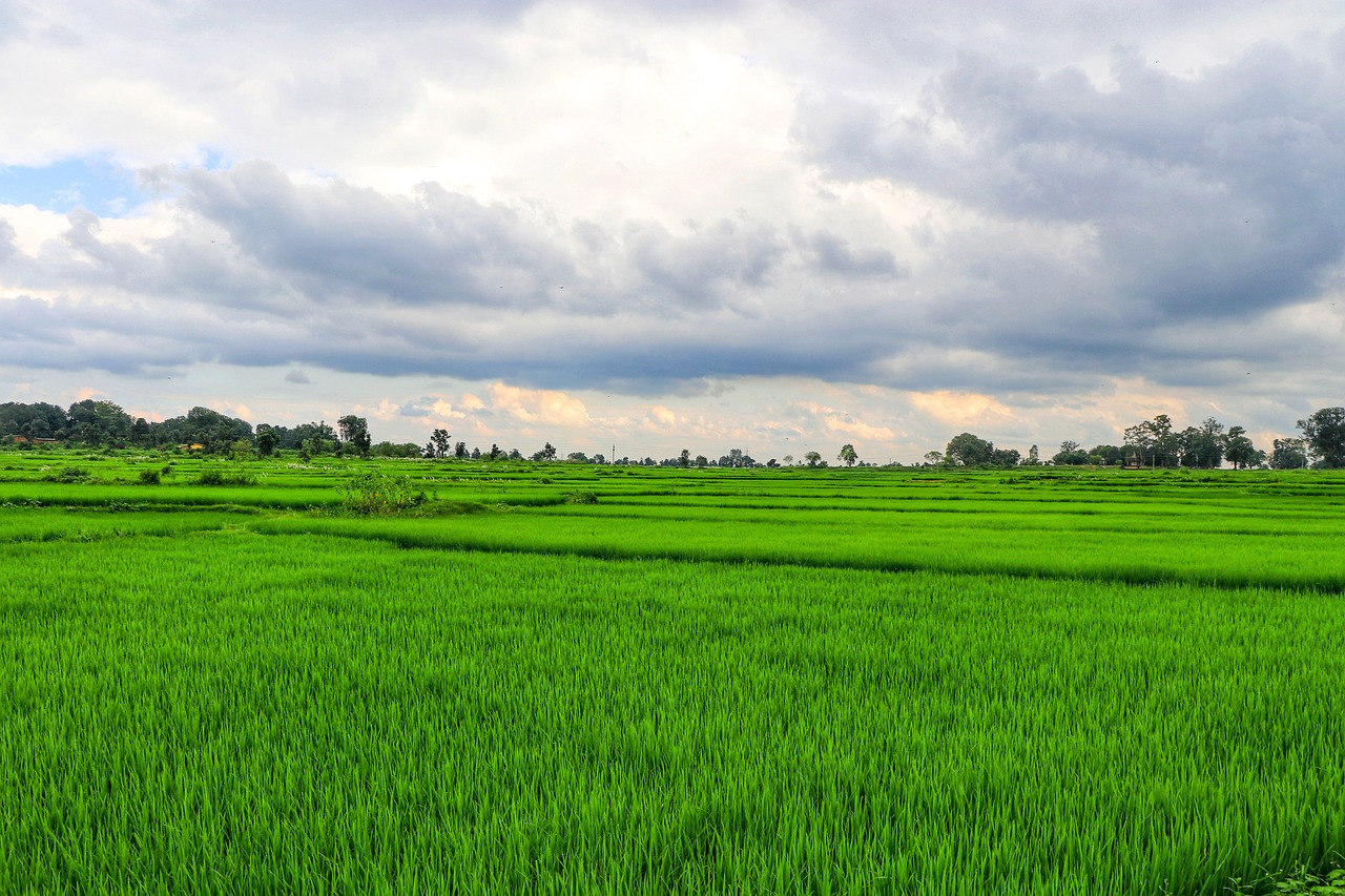 rice-fields-5623251_1280.jpg