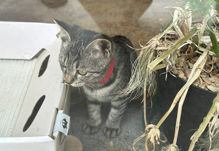 섬섬초월 고양이.jpg