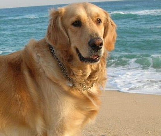 골든리트리버(중앙일보).jpg
