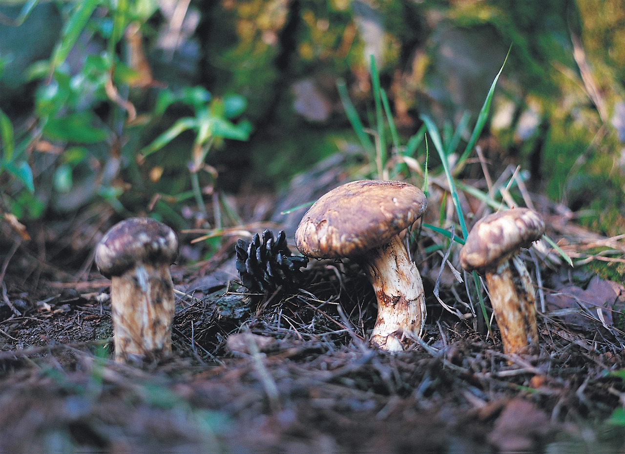 소나무 송이 157.jpg