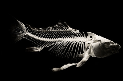 skeleton-g6d80a552f_640.jpg