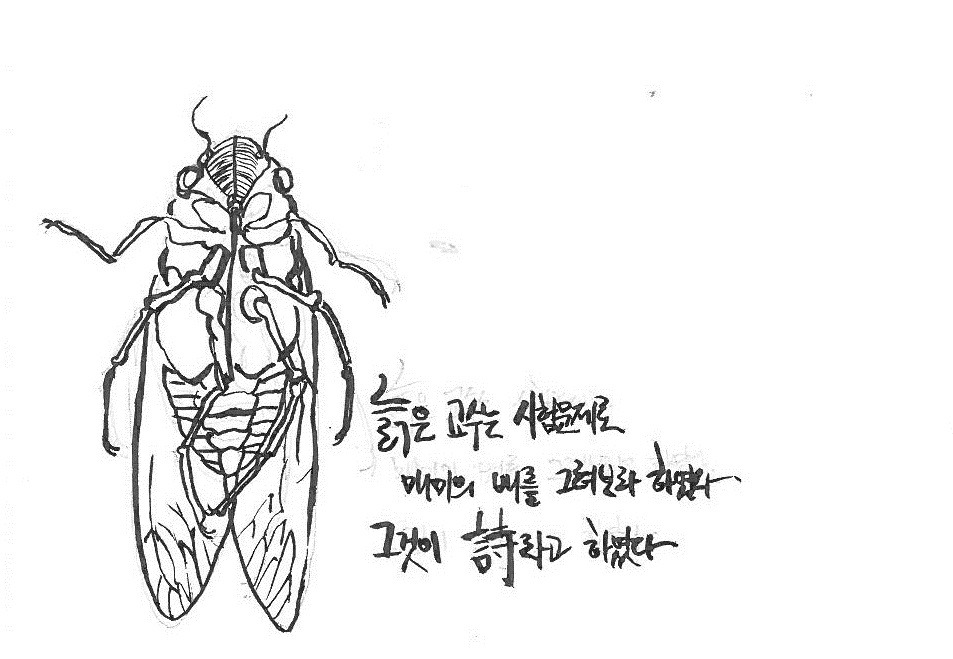 매미.jpg