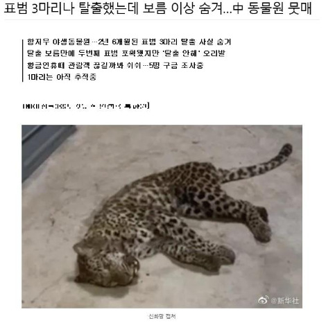 표범 3말 탈출.jpg