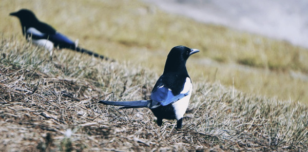 magpie-g1c34ce7da_640.jpg
