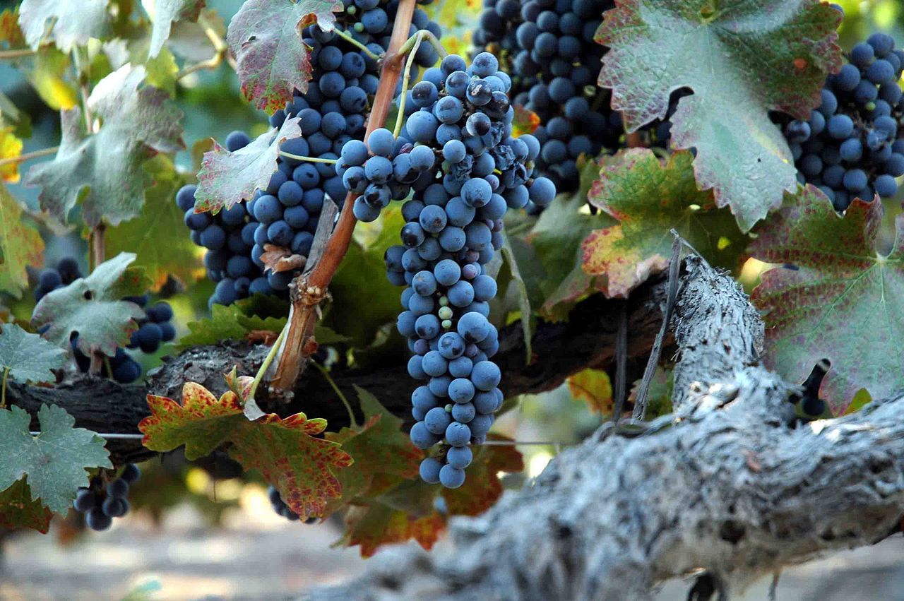 1280px-Grape_of_old_vine_shiraz_2.jpg