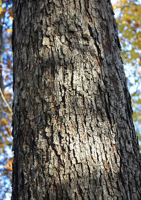 800px-Quercus_alba_white_oak_bark.jpg