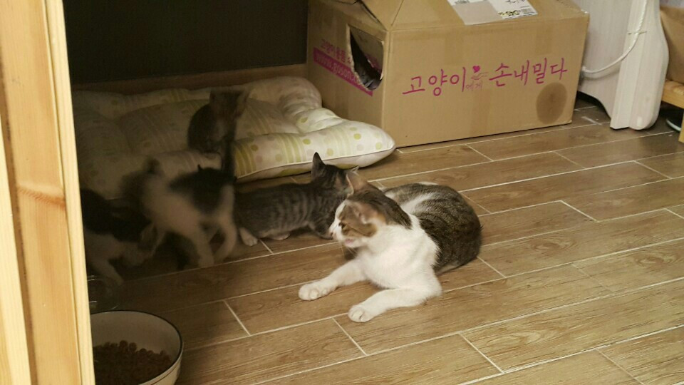 KakaoTalk_20161103_085521629.jpg
