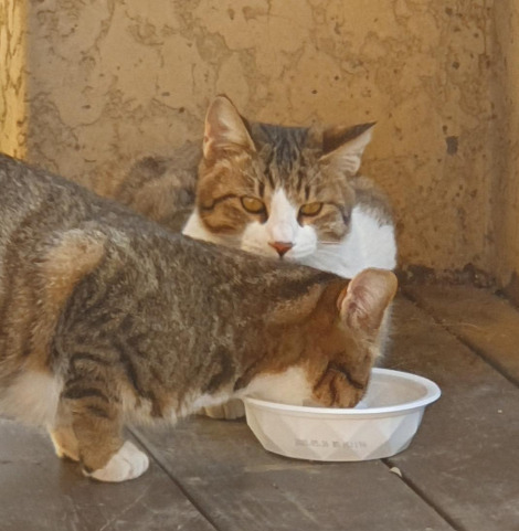 원조와 스노우.jpg