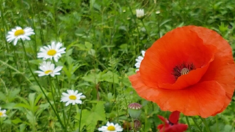 20160526_131706 (1).jpg