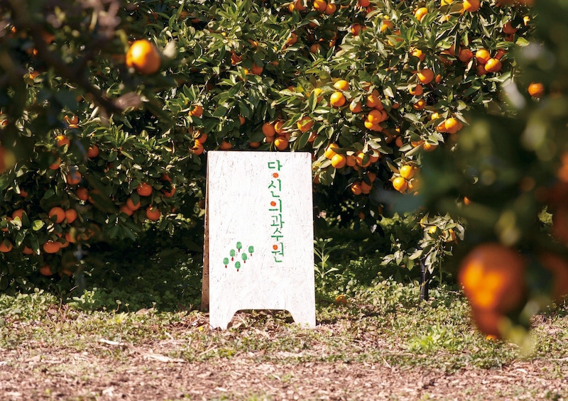 1. 보도이미지_당신의과수원_감귤농장모습.jpg