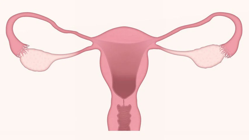 uterus-3777765__480.jpg