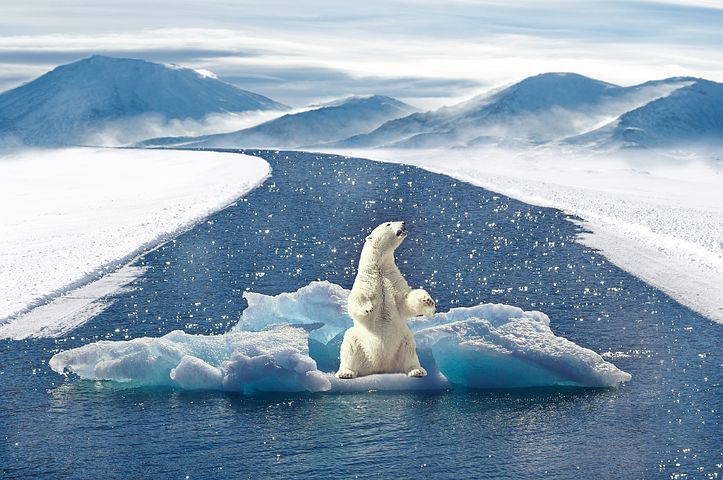 polar-bear-2750604__480.jpg