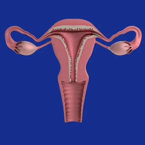uterus-1089344__480.jpg