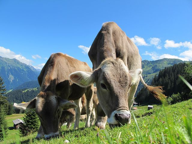 cows-203460__480.jpg