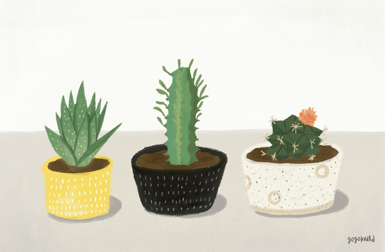 선인장 삼형제.jpg