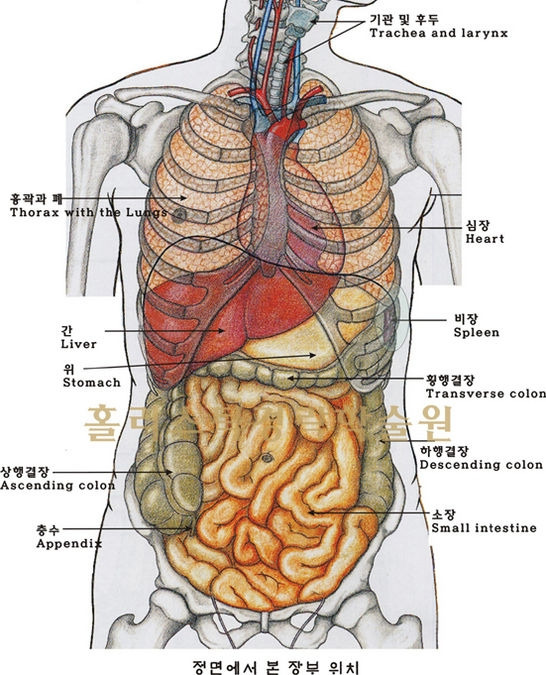 Body internal organs.jpg