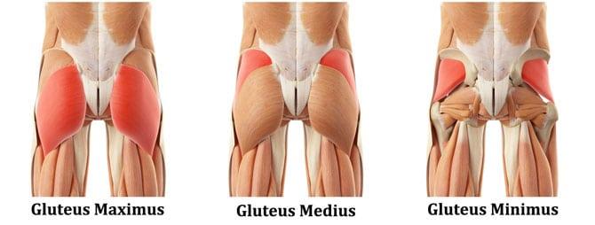 Glute-Muscles.jpg