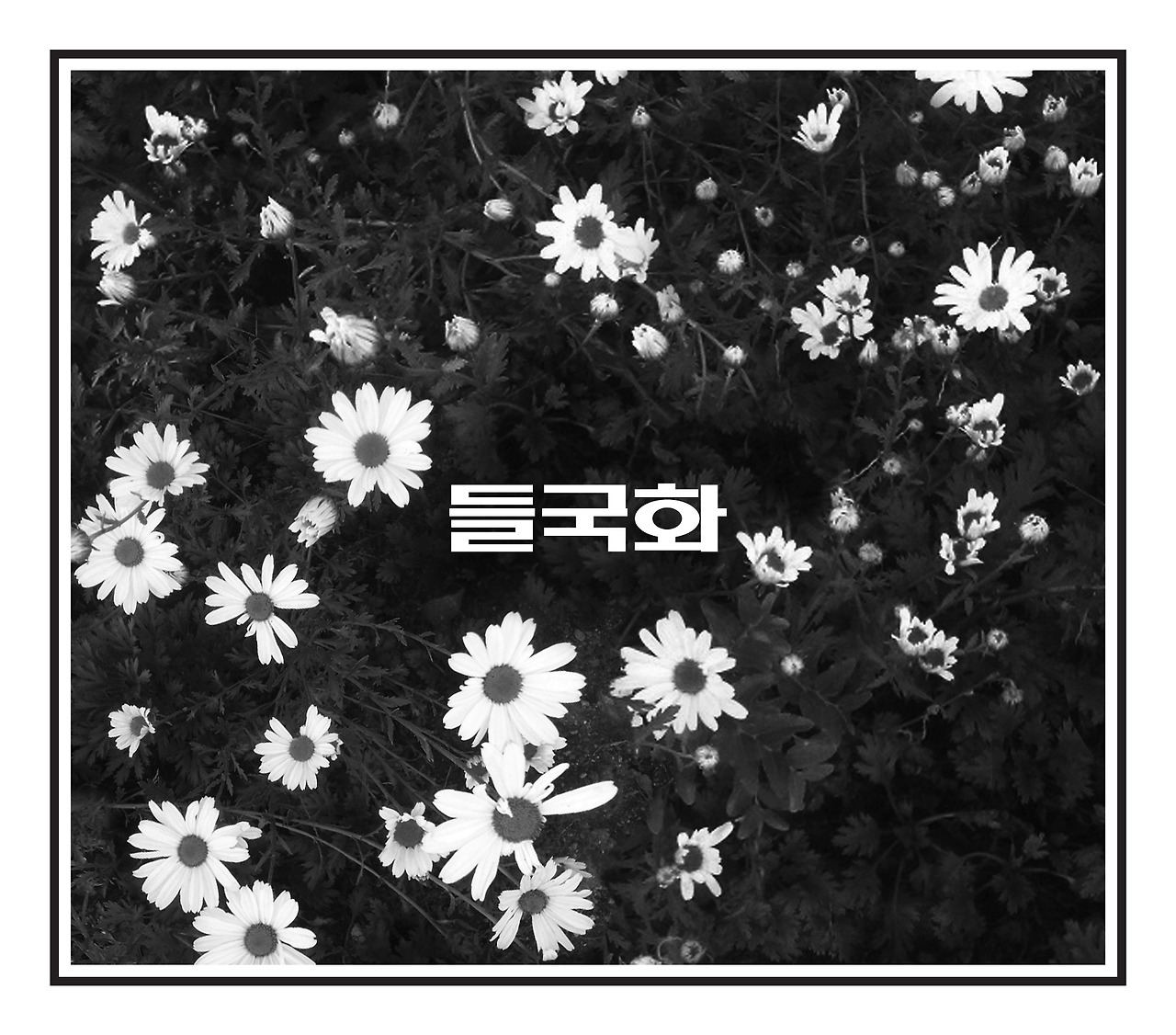 들국화.jpg