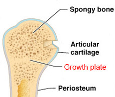 growth-plates-height.jpg