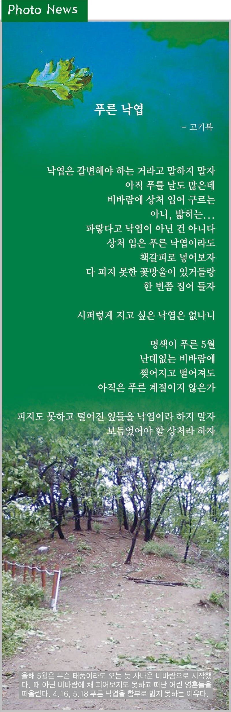 푸른낙엽.jpg