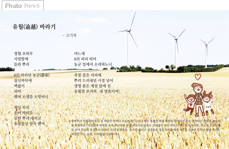 유월 바라기.jpg