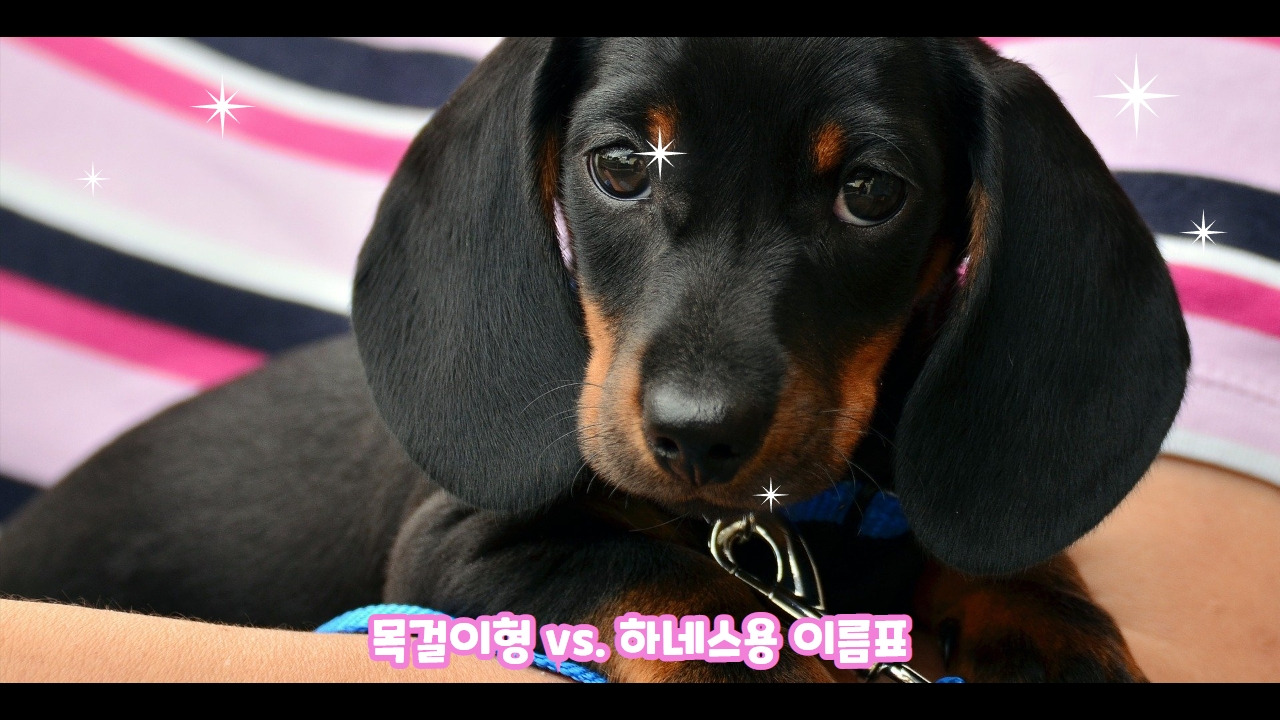 강아지이름표 5.jpg