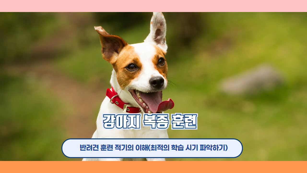 강아지복종훈련 6.jpg