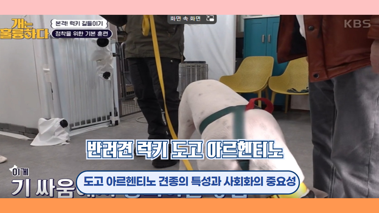 반려견 럭키 도고 아르헨티노 7.jpg