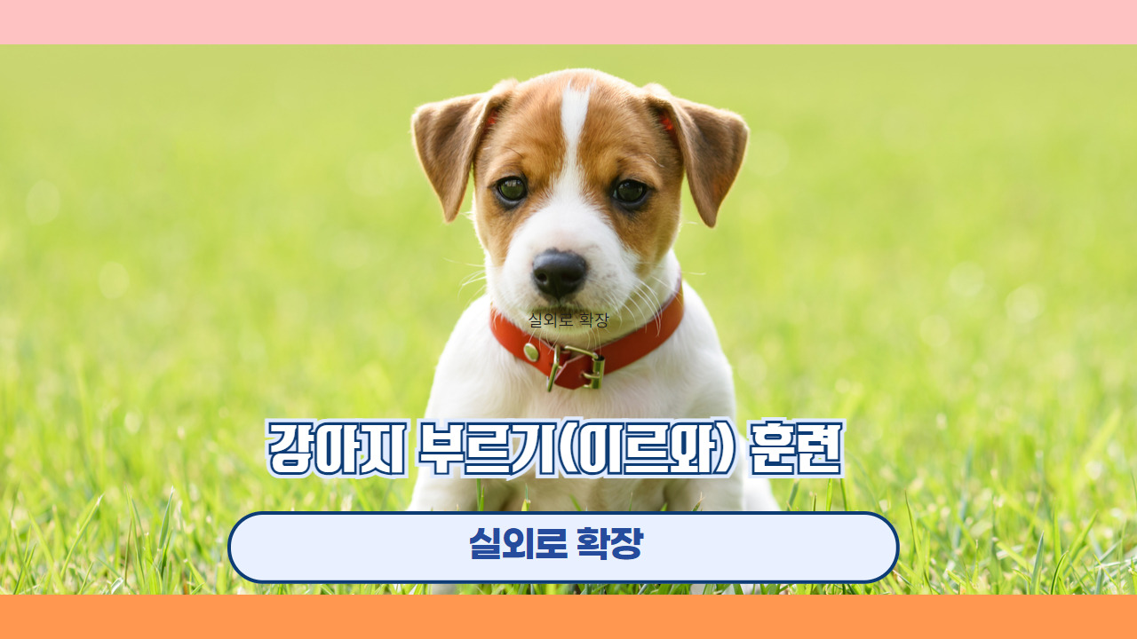 강아지 부르기 이리와 4.jpg