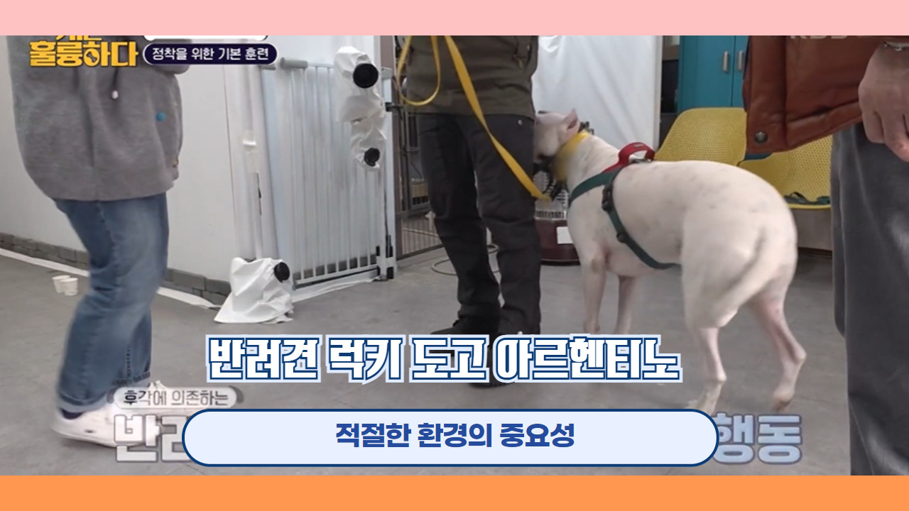 반려견 럭키 도고 아르헨티노 4.jpg