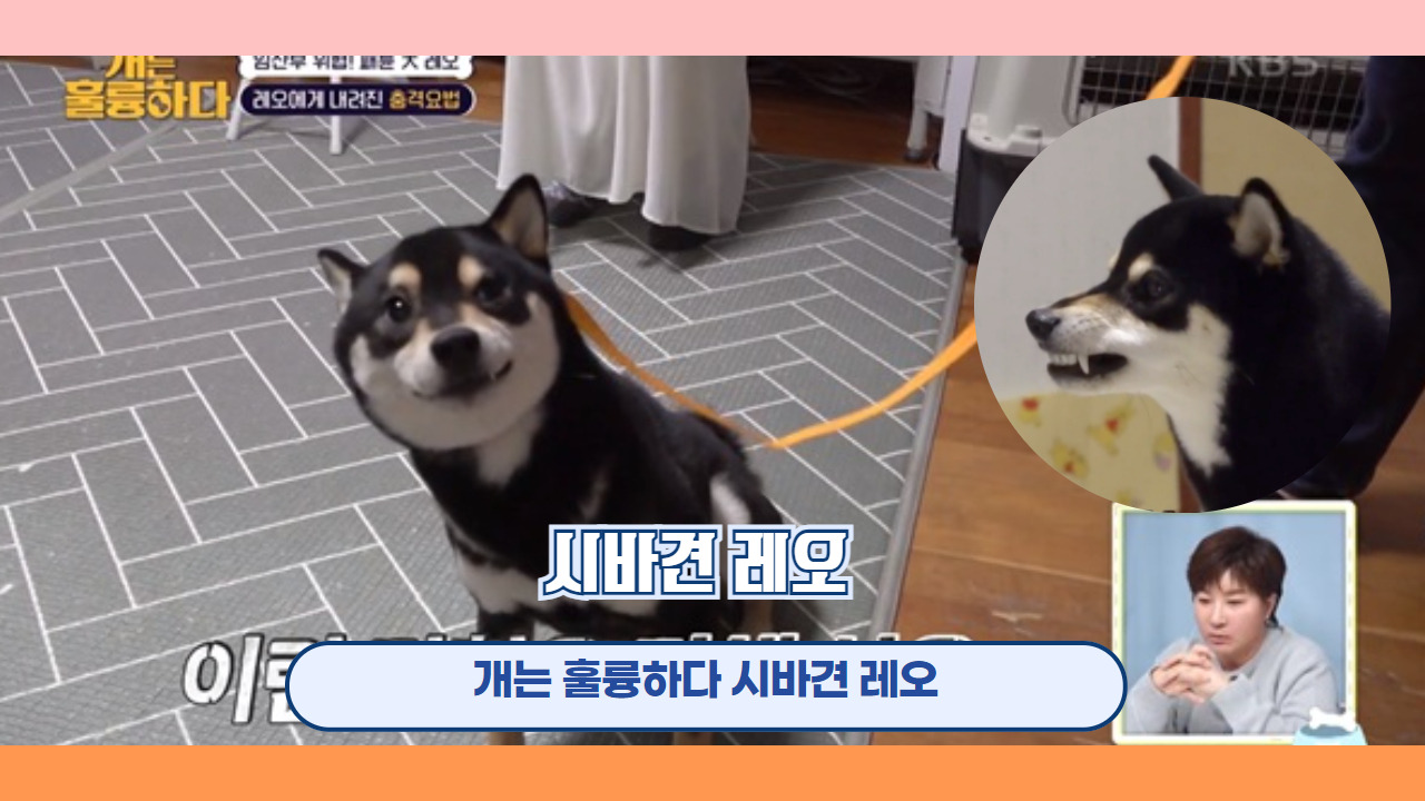 시바견 레오 1.jpg