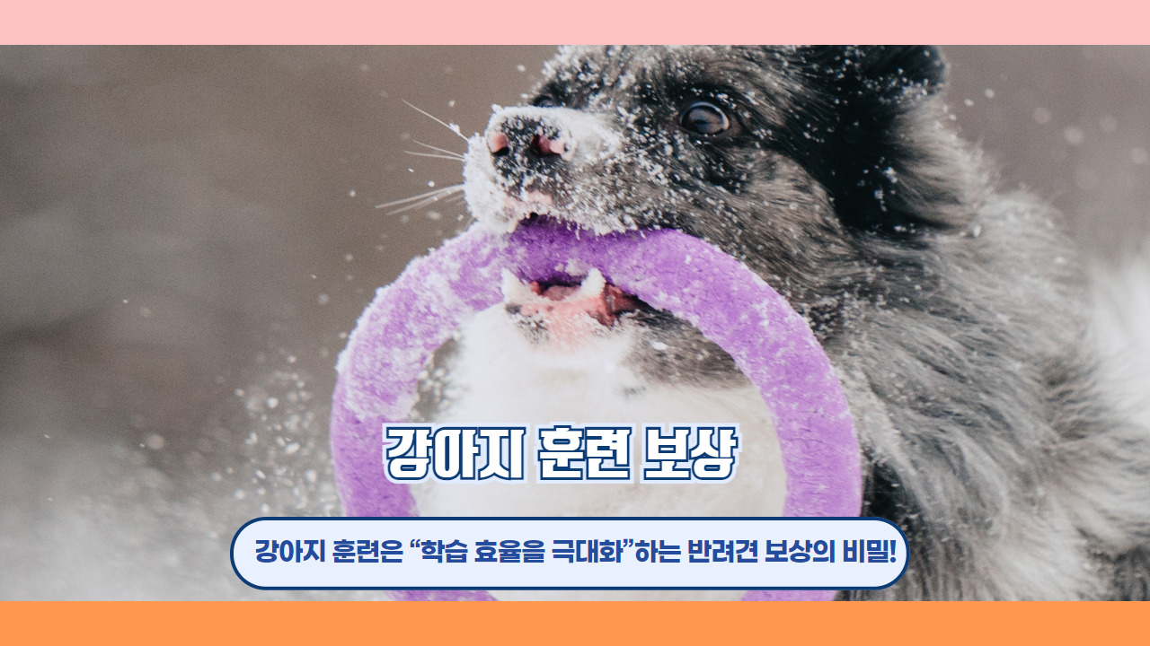 강아지 훈련 보상 1.jpg
