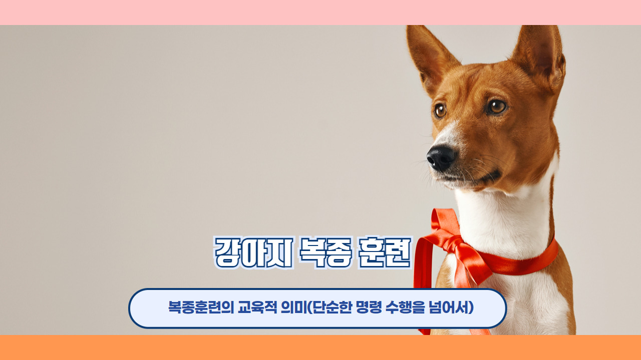 강아지복종훈련 4.jpg