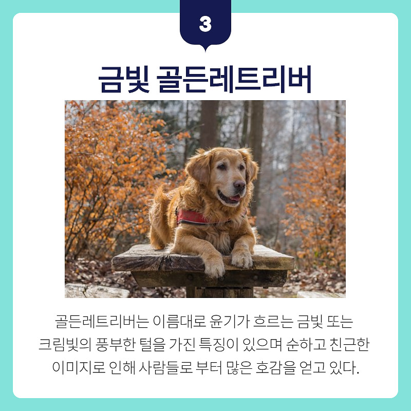골든리트리버_004.jpg