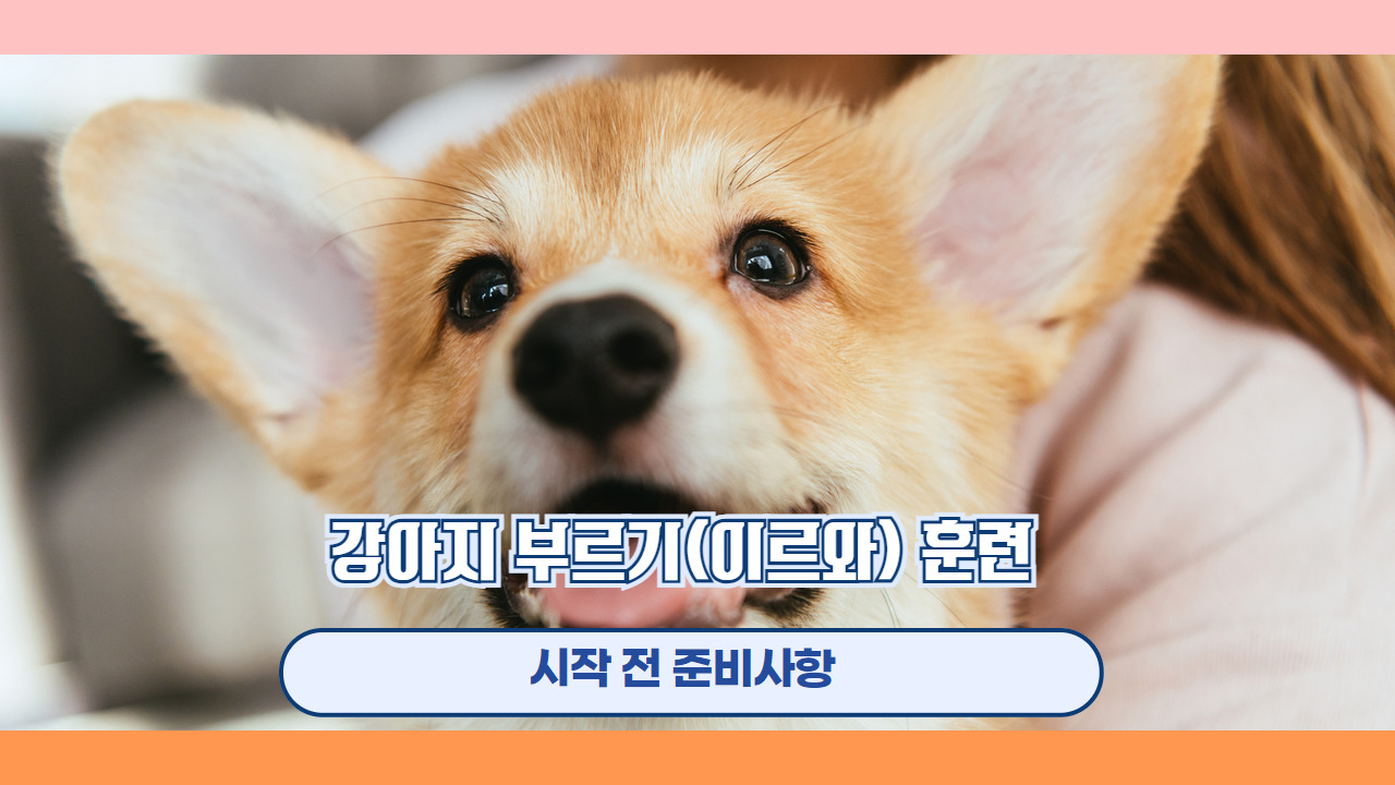 강아지 부르기 이리와 2.jpg