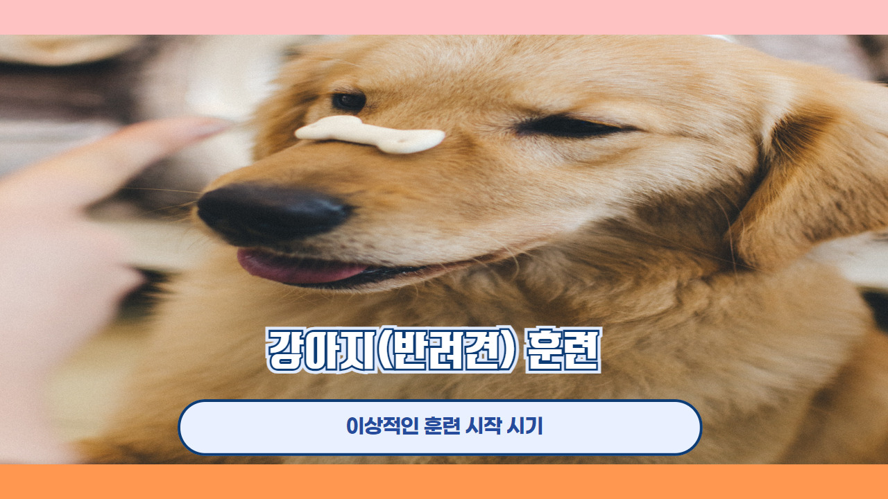 강아지 훈련 2.jpg
