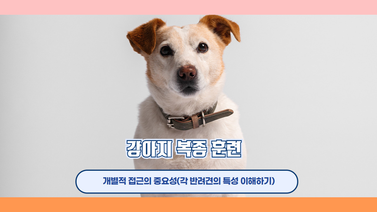 강아지복종훈련 5.jpg