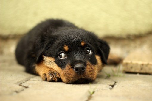 rottweiler-869018__340.jpg