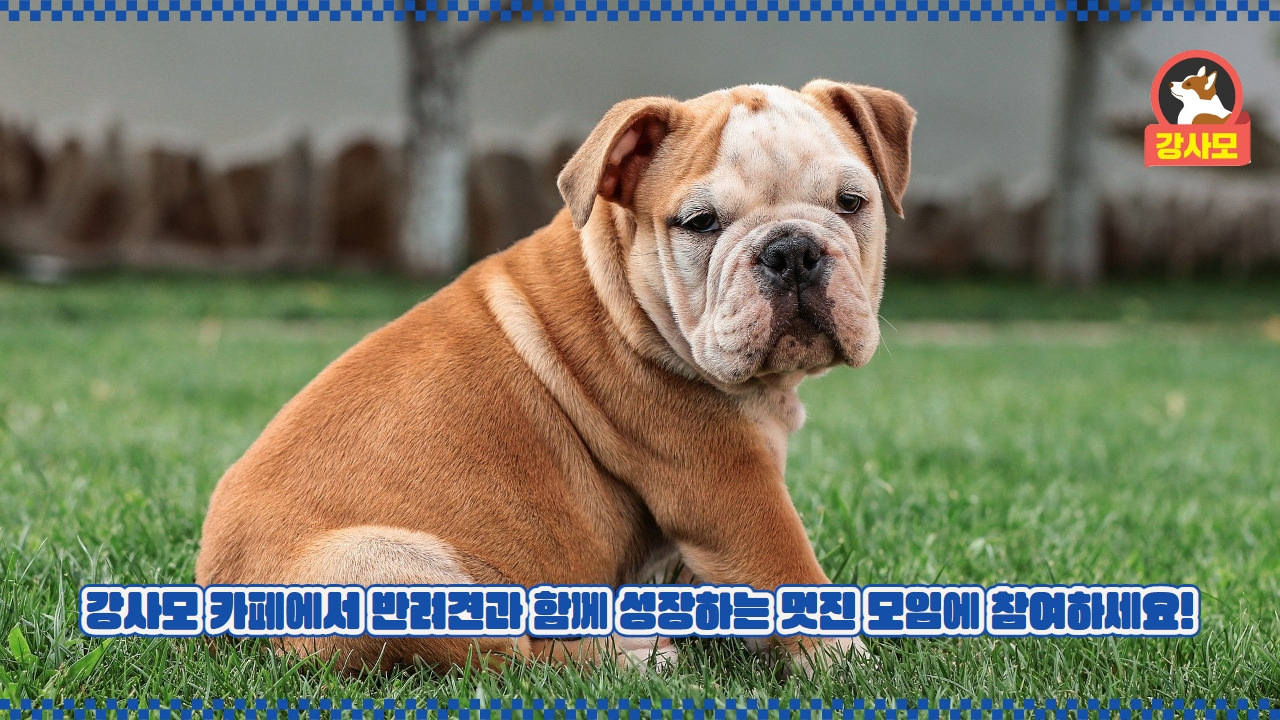 강사모카페 5.jpg