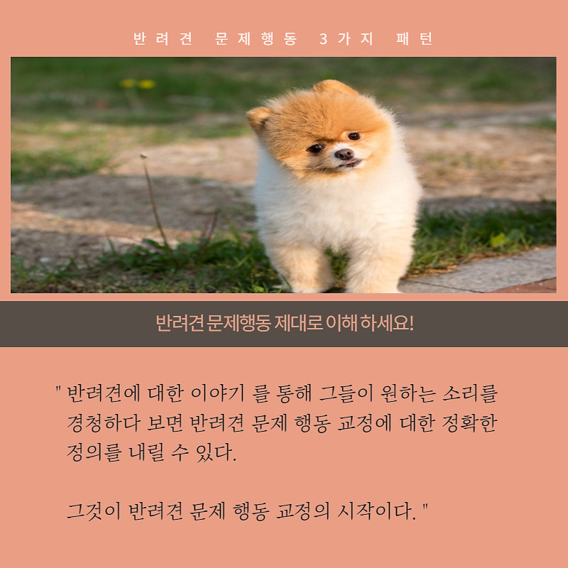 반려견문제행동교정.jpg