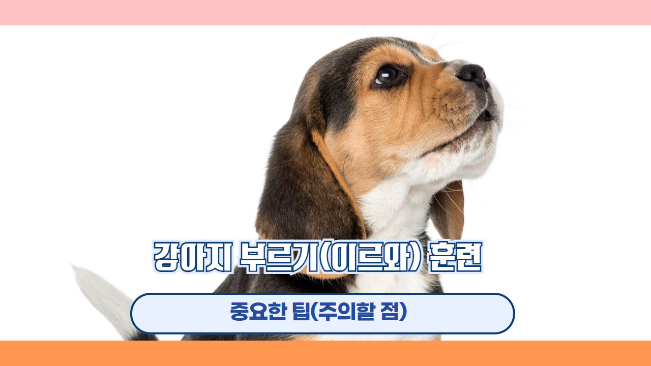 강아지 부르기 이리와 5.jpg
