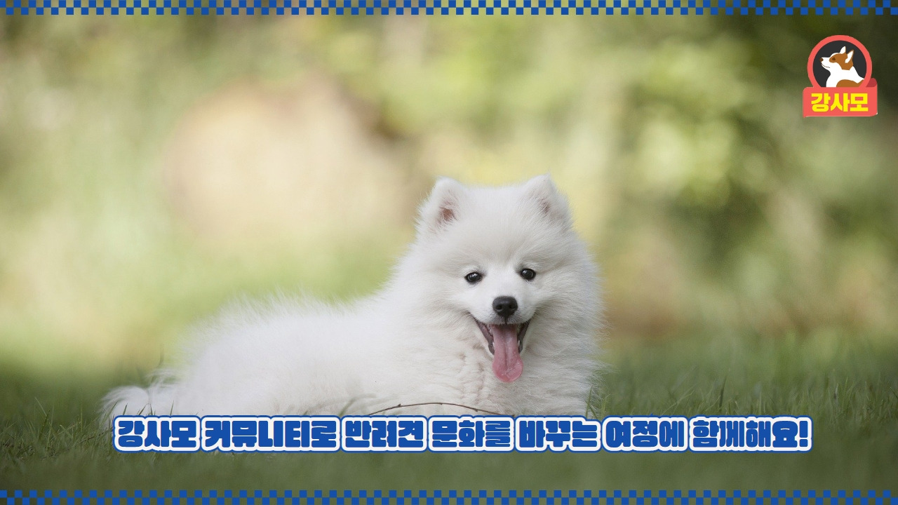 강사모카페 3.jpg