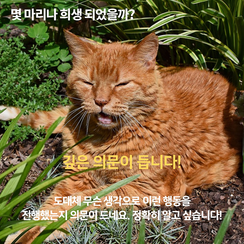 고양이재킷_002.jpg