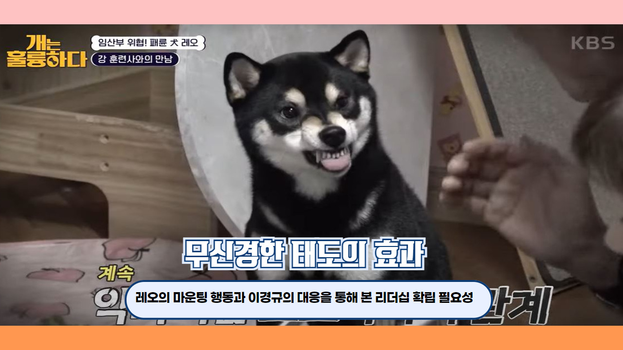 개는훌륭하다 시바견 레오 2.jpg