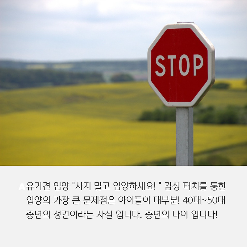 유기견입양 (4).jpg