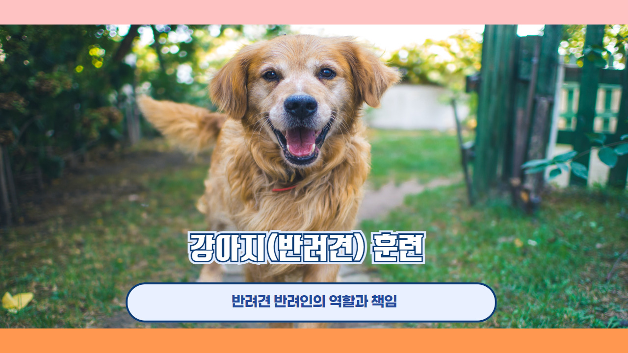 강아지 훈련 7.jpg