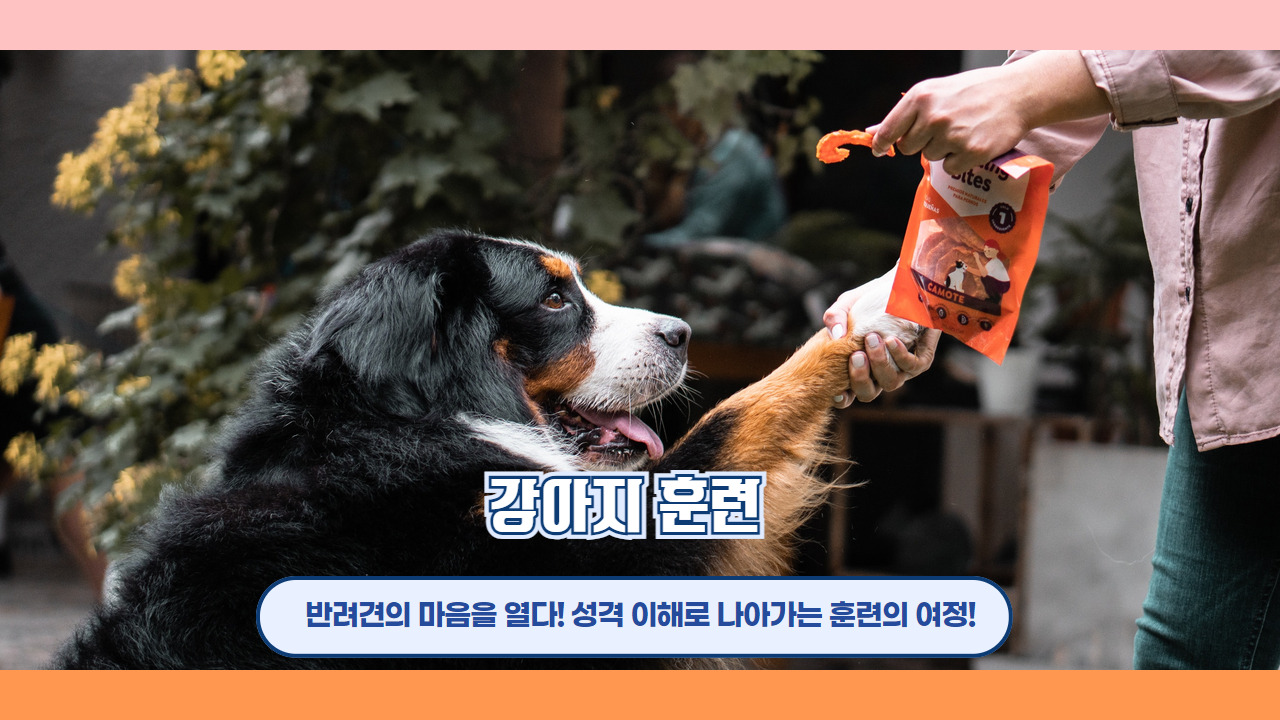 강아지훈련 1.jpg